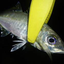 ショートでアジ