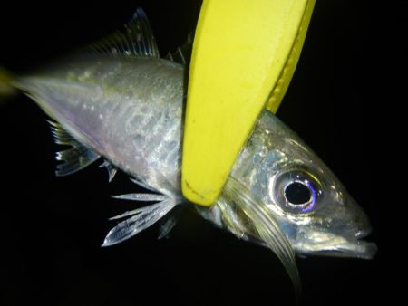 ショートでアジ