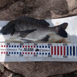 今日もチヌトップ！！