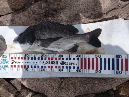 今日もチヌトップ！！