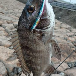 まだいける チヌトップ!!