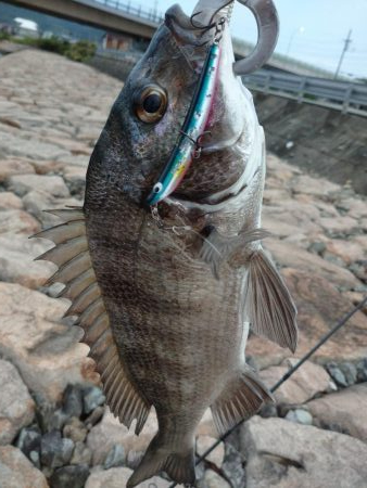 まだいける チヌトップ!!