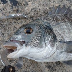 雨の中チヌトップ