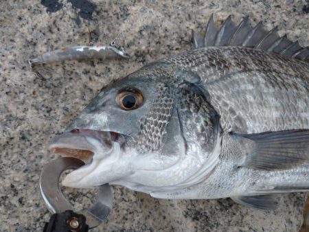 雨の中チヌトップ