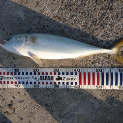 早朝トップゲーム!!