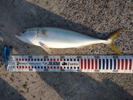 早朝トップゲーム！！