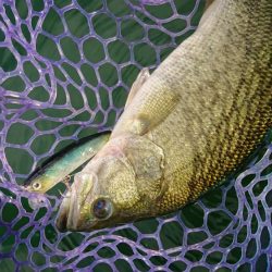 季節は秋！巻物のシーズン！！