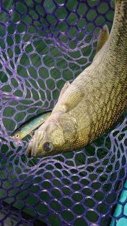 季節は秋！巻物のシーズン！！