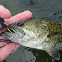 水温低下でシャローで爆発