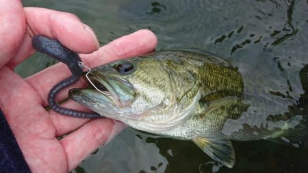 水温低下でシャローで爆発