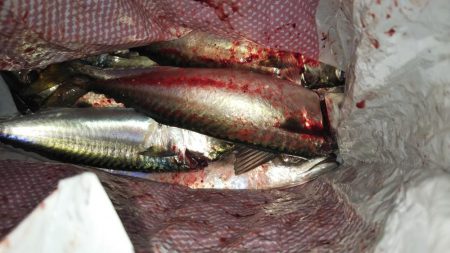 サバが続きます