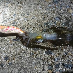 まだコロッケサイズ