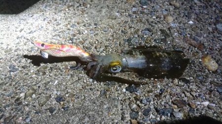 まだコロッケサイズ