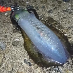 雨の中のアオリイカ