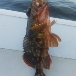 タチウオ2  ガシラ10  タケノコ1  サバ10