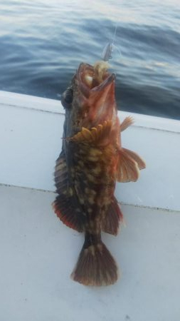 タチウオ2  ガシラ10  タケノコ1  サバ10