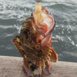 ガシラ5  中サバ6