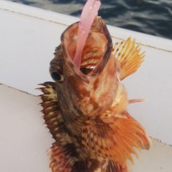 ガシラ20  イワシ5  サバ3