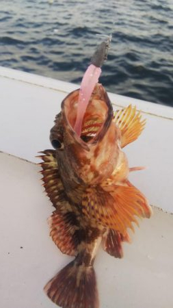 ガシラ20  イワシ5  サバ3