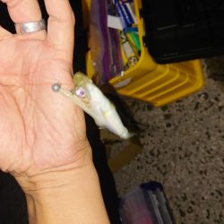 イワシ、サバ、アジ。