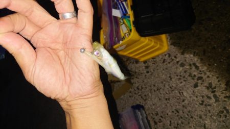 イワシ、サバ、アジ。