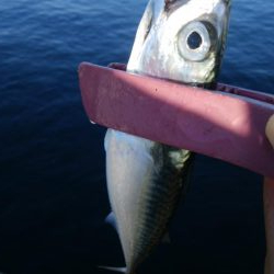 タチウオは不在もサバ祭り