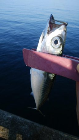 タチウオは不在もサバ祭り