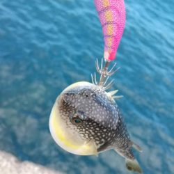 新子エギング！40杯オーバー