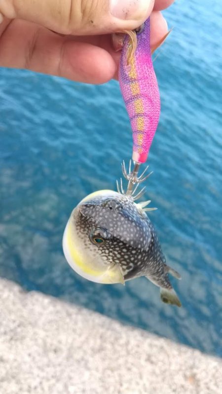 新子エギング！40杯オーバー