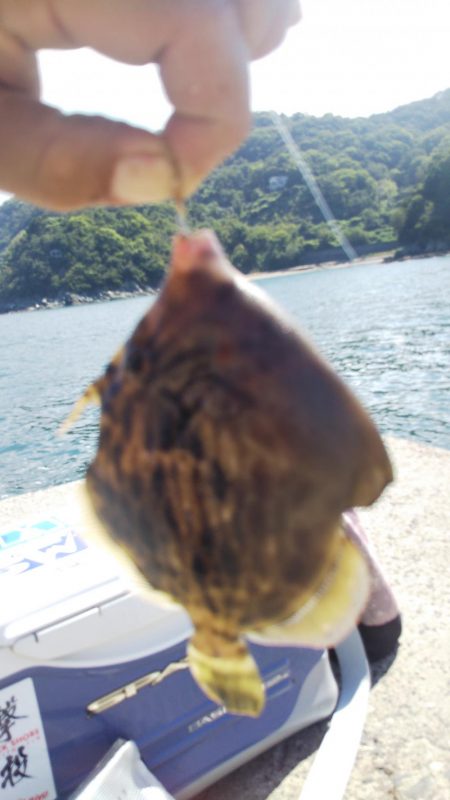 タチウオ&キスリベンジ