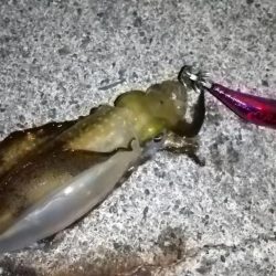 ナイトエギング