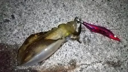 ナイトエギング