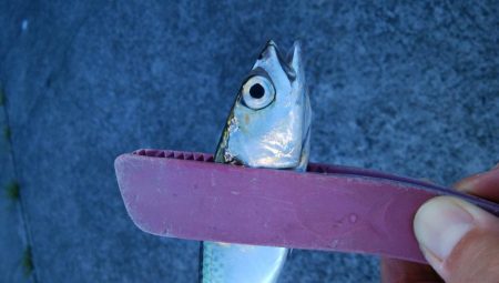 タチウオ調査は続く