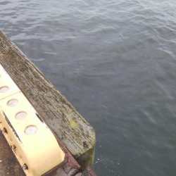 どこもかしこもサバしかおらん