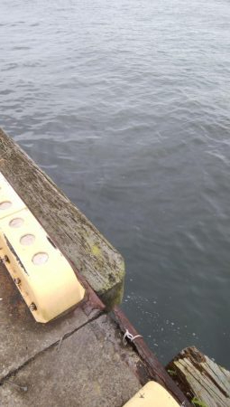 どこもかしこもサバしかおらん