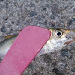 タチウオ調査で真鯛