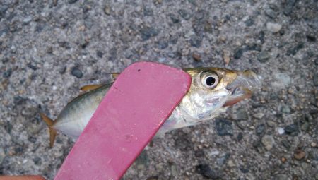 タチウオ調査で真鯛