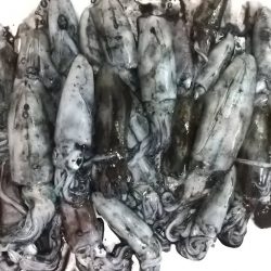 サーフエギングで30杯