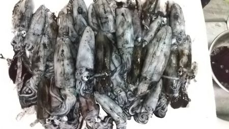 サーフエギングで30杯