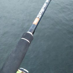 タチウオ調査でやっとタチウオ