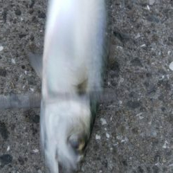 タチウオ調査でカマス