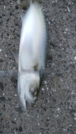 タチウオ調査でカマス