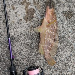 アジングタックルでライトゲーム