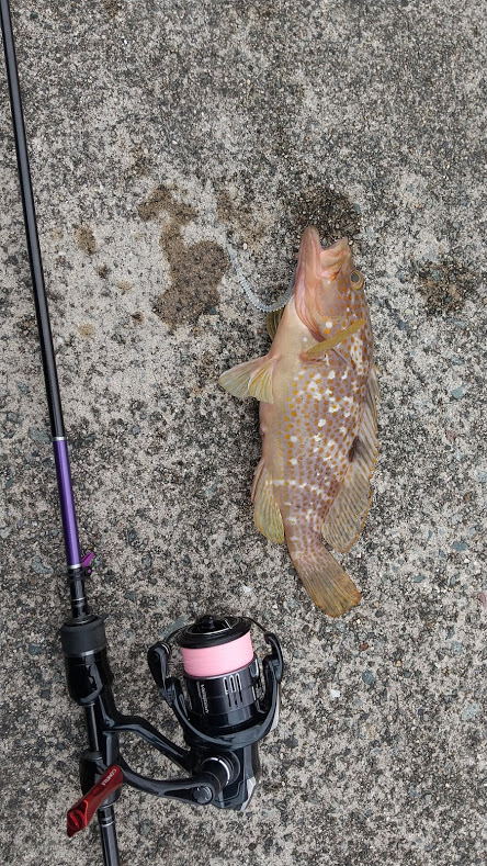 アジングタックルでライトゲーム