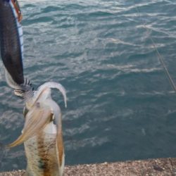 アオリイカ調査