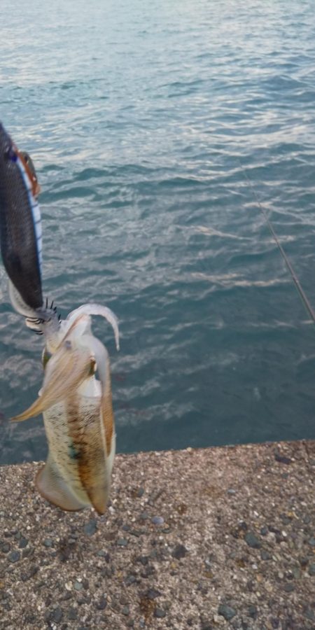 アオリイカ調査