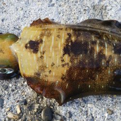 当たりは多いねんけどなぁ