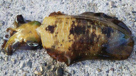 当たりは多いねんけどなぁ