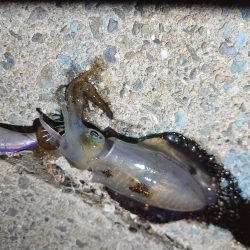 いなくはないけど数は少ない