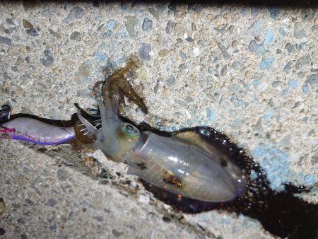 いなくはないけど数は少ない